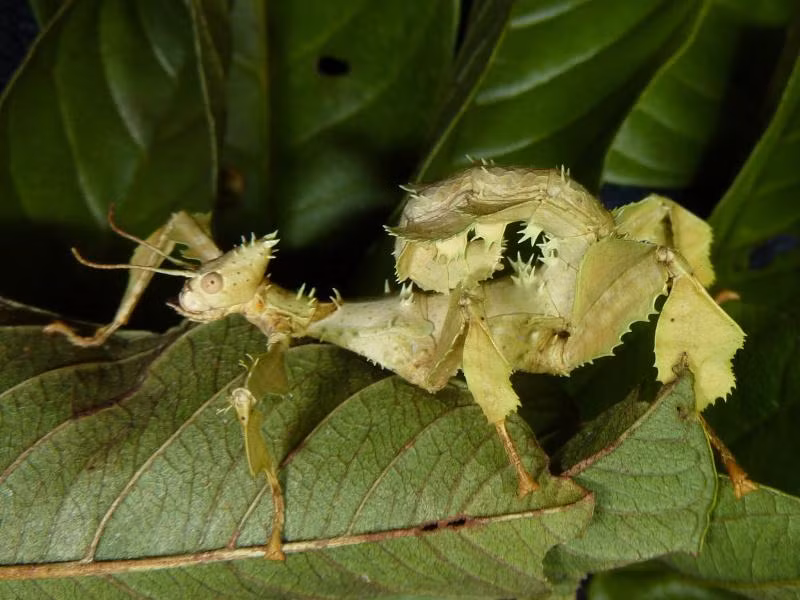 5. Bọ que lá Spiny: Sử dụng tư thế cong và thay đổi màu sắc để ngụy trang, giống như các chiếc lá xào xạc trong gió.