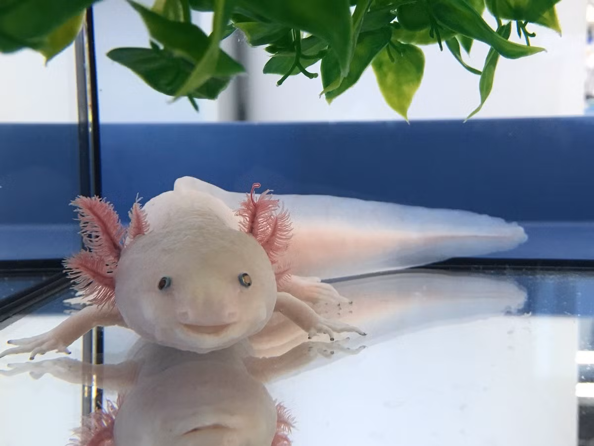 Viện Nghiên cứu Sinh học Salk đã công bố nghiên cứu về khả năng tái tạo của Axolotl vào năm 2012 với hy vọng tìm ra cơ chế có thể áp dụng cho con người. Tuy nhiên, quá trình này phức tạp hơn dự đoán và con người có thể không đủ gen cần thiết cho tái tạo.