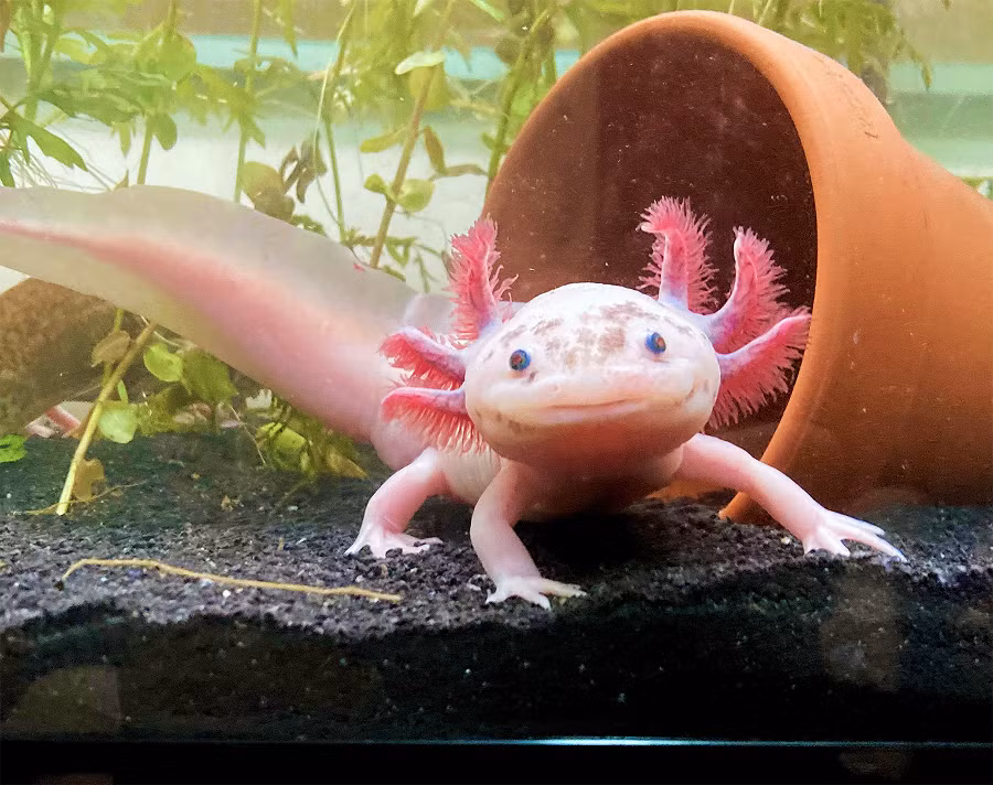 Axolotl có nguồn gốc từ hai hồ Xochimilco và Chalco gần thành phố Mexico và hiện đang gần như tuyệt chủng.