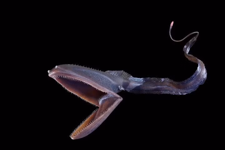 1. Cá Eurypharynx pelecanoides (Cá chình bồ nông): Là một trong những loài động vật bị "lỗi" ngay từ khâu tạo hình của mẹ thiên nhiên, cá chình bồ nông có với miệng to giống miệng bồ nông, đuôi phát sáng và phần bụng gần như biến mất.