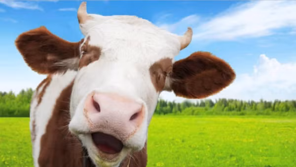 2. Bò: Với hơn 1 tỷ con trên thế giới, chúng có khả năng tiết ra lượng lớn khí methane qua đường ruột, cần phải đánh rắm thông hơi và ợ thường xuyên để giải quyết vấn đề này.