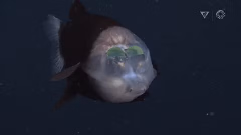8. Cá "ngoài hành tinh" kỳ dị: MBARI bắt gặp một con cá mắt thùng (Macropinna microstoma) ở độ sâu 650m trong hẻm núi ngầm Monterey. Điểm đặc biệt của loài này là có hai vết lõm ở vị trí của hai con mắt.