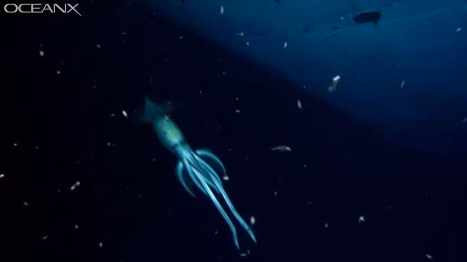 7. Mực ma: Trong chuyến thám hiểm đáy biển của Vịnh Aqaba ở Biển Đỏ, OceanX phát hiện một con mực ma.