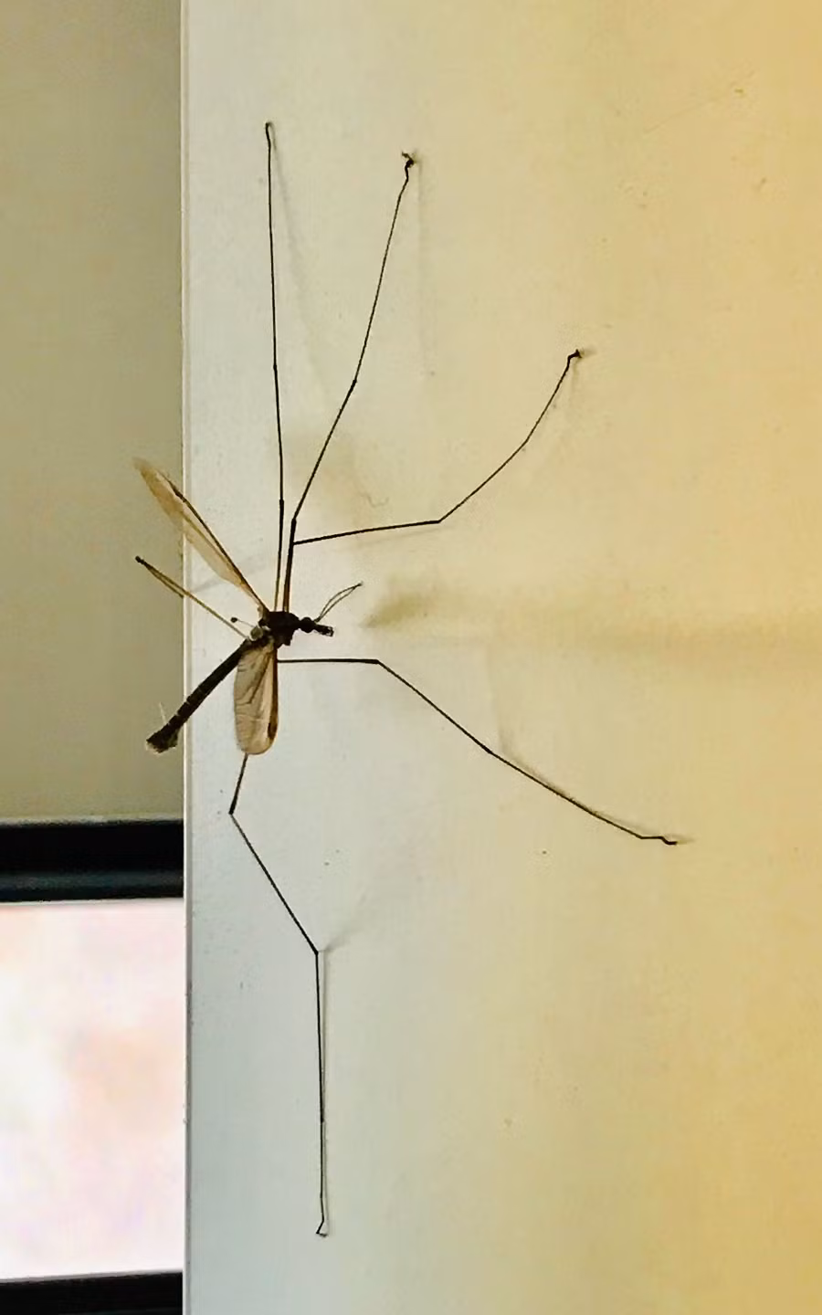 Dù có kích thước đáng sợ, nhưng những con ruồi lớn này thường ít di chuyển và sống ẩn dật.