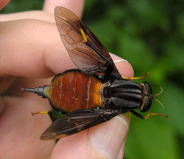 2. Ruồi gỗ: hoặc Pantophthalmidae, sống ở Trung và Nam Mỹ, và được gọi là "gỗ" do thói quen đẻ trứng trên thân cây chết.