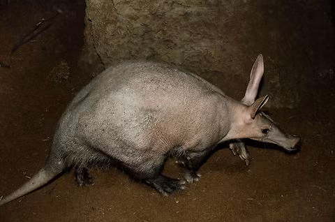 Chúng rất nhút nhát, chỉ sinh sản một lần mỗi năm và nuôi con trong hang khoảng 6 tháng.
