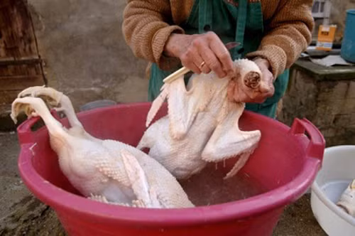 Để món vịt không bị hôi, khi làm thịt, nên cắt bỏ phần ống dầu ở phao câu vì đây là tuyến nhờn, nếu không quen ăn sẽ rất hôi. Dùng gừng giã nhuyễn hoặc rượu xát đều lên thân vịt rồi rửa lại bằng nước muối loãng cũng giúp giảm mùi hôi của vịt. Ảnh: vandinh
