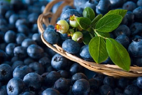 Quả việt quất. Quả việt quất tăng chất chống oxy hóa cho cơ thể. Thường xuyên bổ sung Vitamin C cho cơ thể, giúp bạn tránh được các bệnh về cảm cúm, hoặc các bệnh về máu do thiếu vitamin C. Ngoài ra Vitamin C là chất cần thiết để tạo nên collagen, giúp tăng cường mức độ chất chống oxy hóa trong cơ thể.