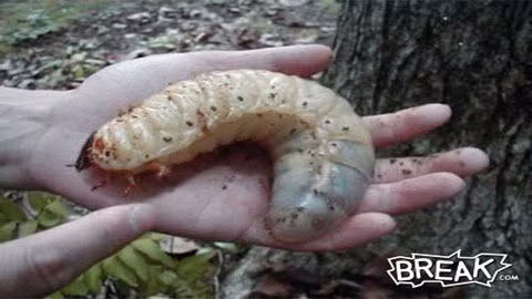 Ở Áo, một người đàn ông 61 tuổi về hưu đã bị giòi đục đến chết khi đang ngủ trong nhà. Con giòi khổng lồ này đã ăn hết một phần lưng của người đàn ông. Được biết, vì bại liệt, ông không thể di chuyển được do đó, những con giòi có thể bò vào ăn phần lưng dễ dàng.