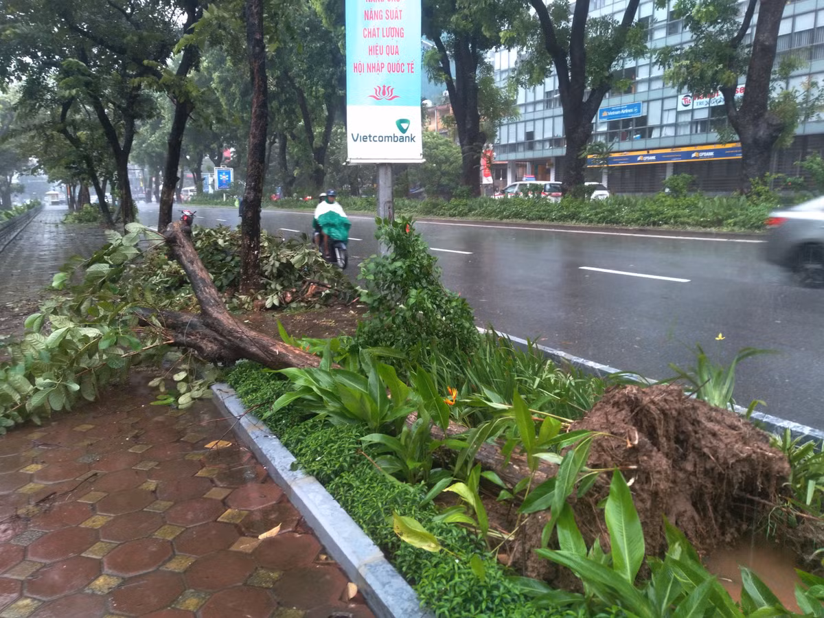 Rất may tại khu vực này cây không đổ ra đường nên các phương tiện đi qua nơi đây rất dễ dàng.