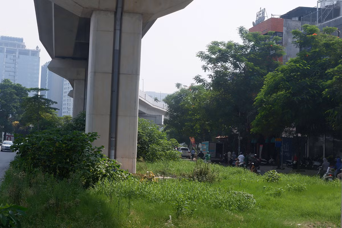 Cỏ thì ngày càng vươn lên cao tuy nhiên ở khu vực này không có người cắt tỉa dọn dẹp.