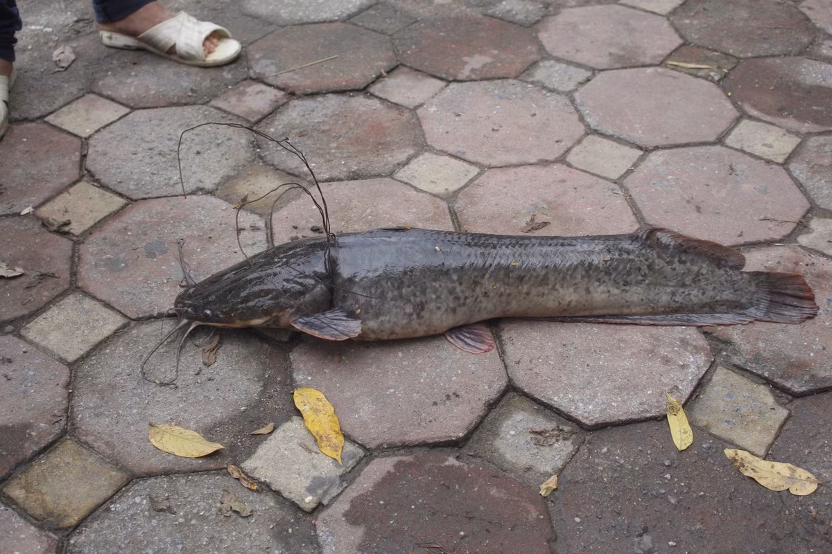 Con cá trê nặng khoảng 4 kg.