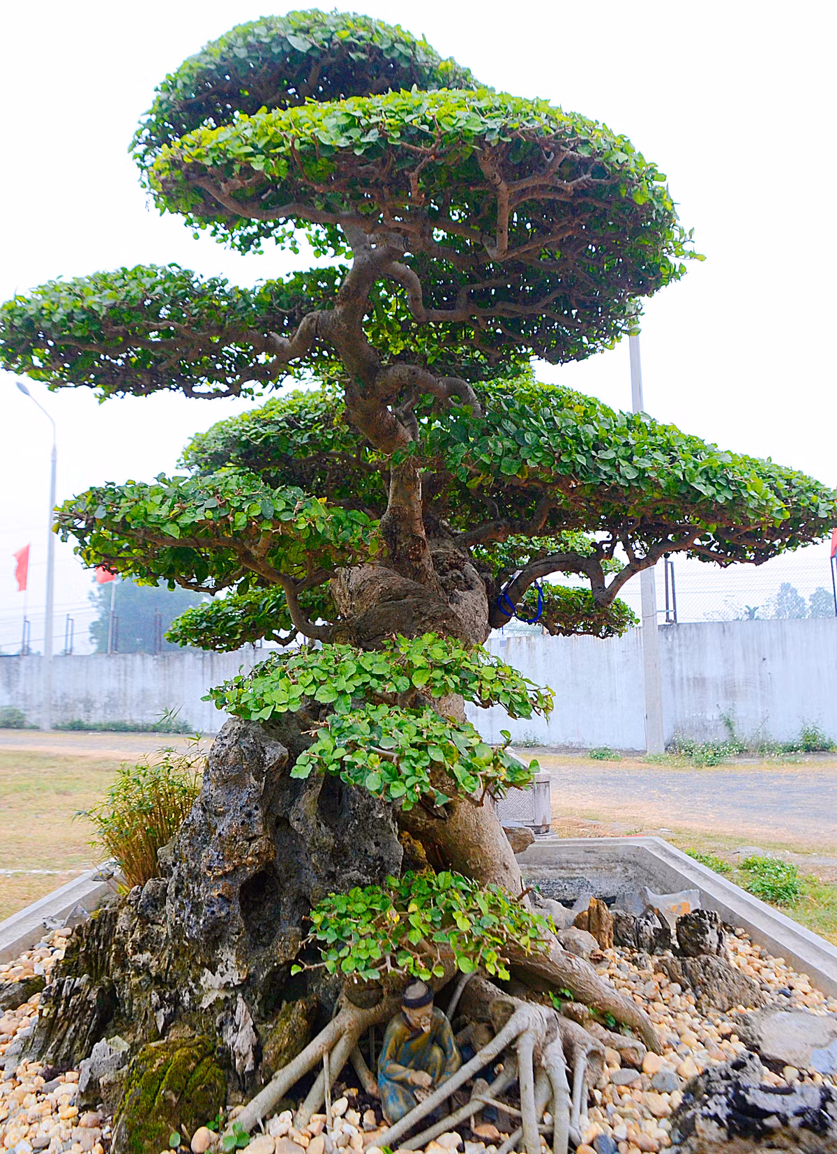 Để có được thế cây “long đàn phượng vũ” duyên dáng, nhẹ nhàng ấy, nghệ nhân đã phải dày công mày mò, ngày đêm chăm sóc khó khăn, vất vả.