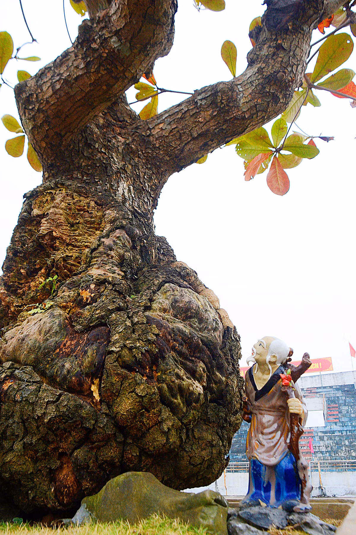 Phía sau là một tiên ông râu tóc bạc phơ.... đang hướng ánh nhìn lên trên ngọn.