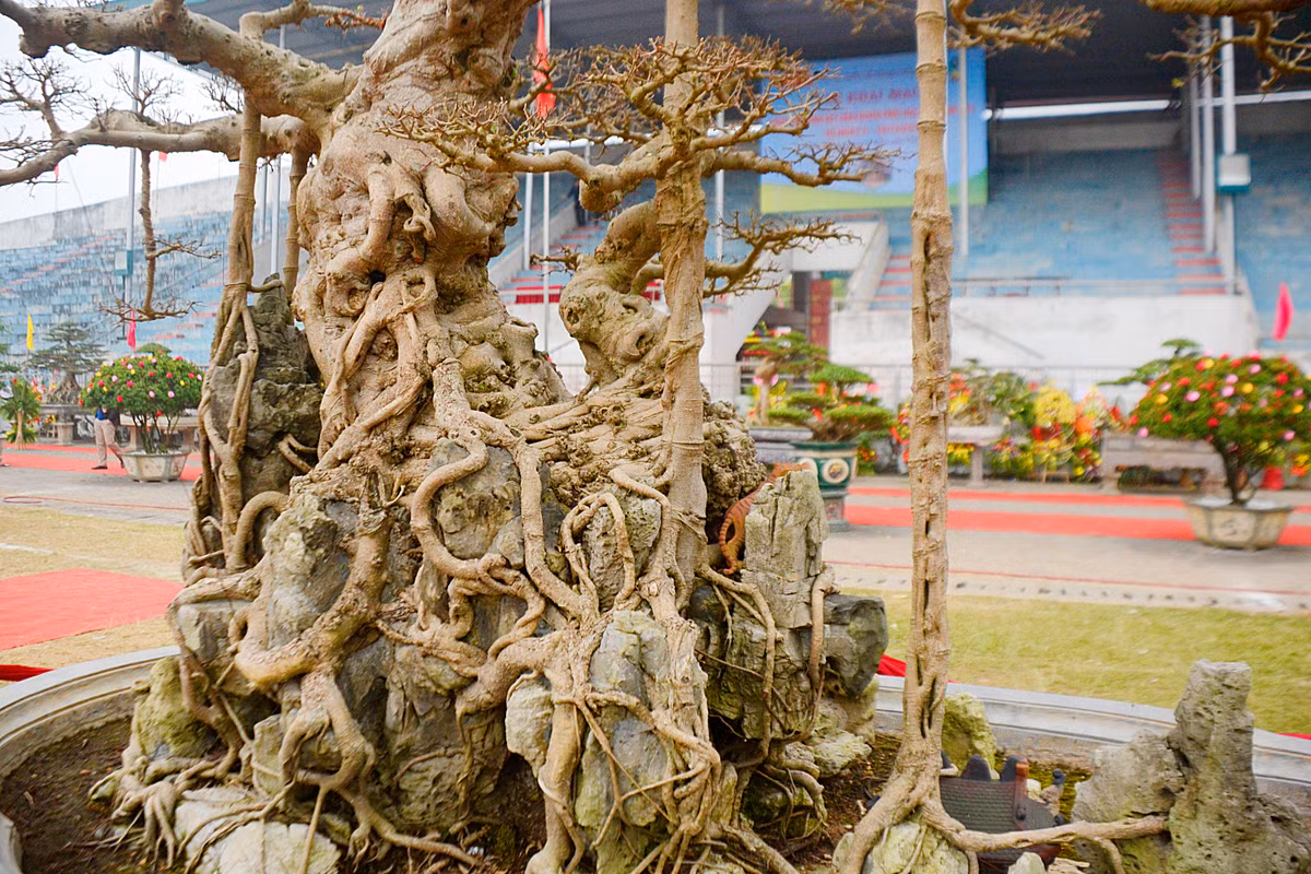 Lúc đầu cây có dạng tán tầng nhưng sau ông chuyển sang thế phóng khoáng hơn.