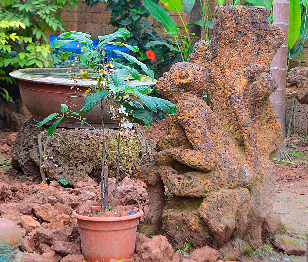Một chú khỉ khác đang hướng về ngôi nhà.