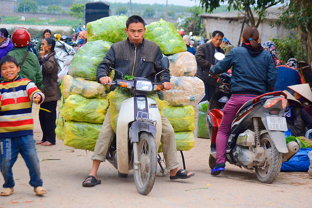 Hoặc chở vào các chợ lớn trên địa bàn tỉnh.