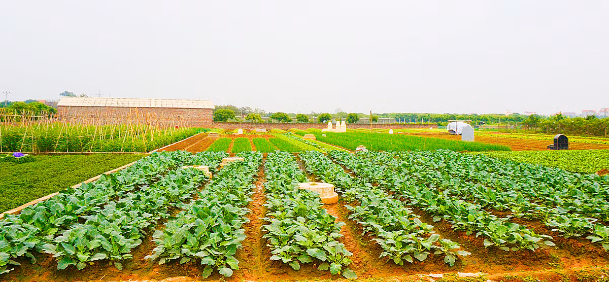 Vùng chuyên canh rau sạch ở Văn Giang (Hưng Yên) có diện tích lên tới hàng chục ha, là một trong những vựa nông sản chủ lực của tỉnh, cung cấp nhiều loại rau sạch cho cả Hà Nội và các địa phương lân cận.