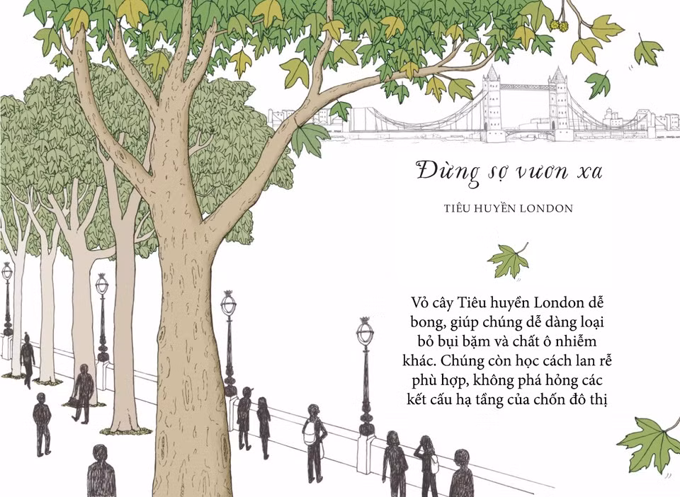 Hãy bước ra khỏi vùng an toàn và bạn sẽ ngạc nhiên với những gì mình đạt được. Tiêu huyền London không phải một giống cây bản địa - mà là cây lai giữa tiêu huyền phương Đông và tiêu huyền châu Mỹ - nhưng chúng đã đón nhận môi trường mới và thích nghi hoàn hảo với cuộc sống đô thị. Vỏ cây dễ bong, giúp chúng dễ dàng loại bỏ bụi bặm và chất ô nhiễm khác. Tiêu huyền London còn học cách lan rễ phù hợp, không phá hỏng các kết cấu hạ tầng của chốn đô thị.