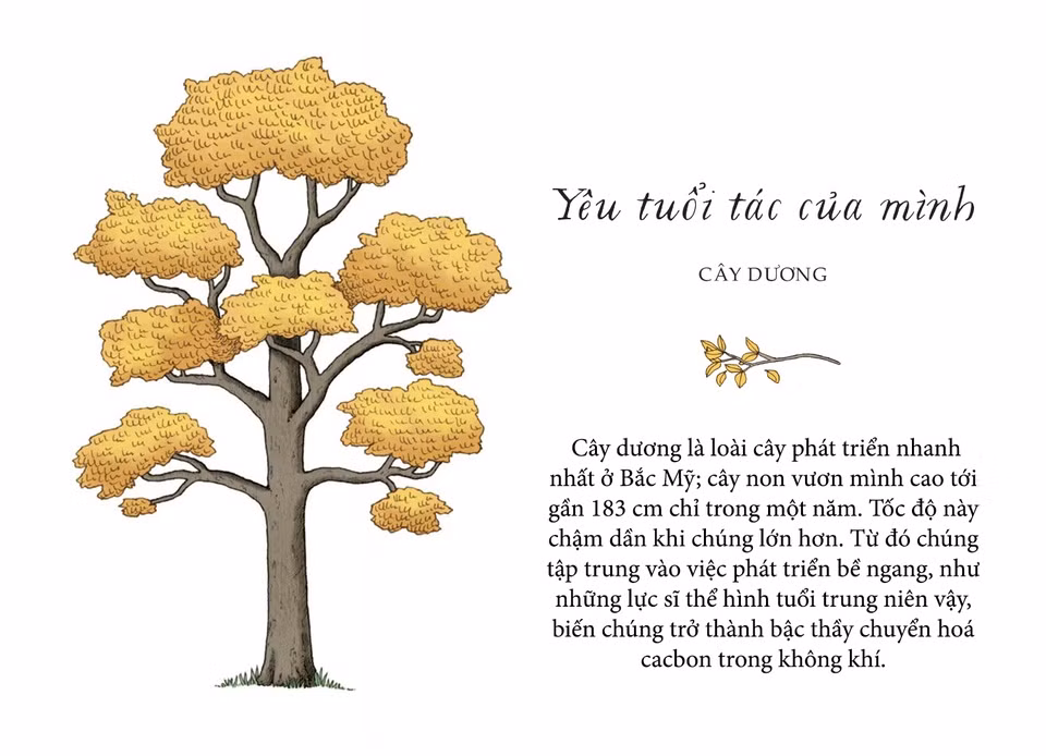 Chúng ta có xu hướng tập trung vào những điều tiêu cực của việc già đi và bỏ qua các đặc quyền nho nhỏ của sự trưởng thành. Cây cối thì không như vậy. Trên thực tế, chúng luôn cố gắng để già đi và tận hưởng điều đó. Cây dương là loài cây phát triển nhanh nhất ở Bắc Mỹ; cây non rất tham vọng và cạnh tranh, vươn mình cao tới gần 183 cm chỉ trong một năm. Tốc độ này chậm dần khi chúng lớn hơn, nhưng điều đó không có nghĩa là chúng dừng lại. Cây dương tập trung vào việc phát triển bề ngang, như những lực sĩ thể hình tuổi trung niên vậy, biến chúng trở thành bậc thầy chuyển hoá cacbon trong không khí.