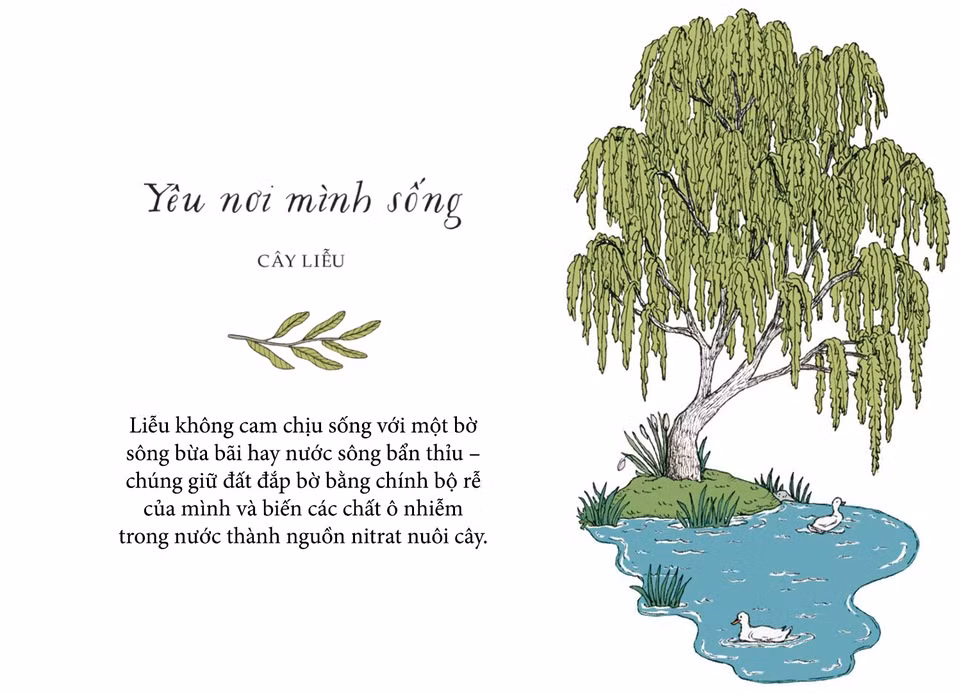 Nếu ta không quan tâm đến môi trường xung quanh thì rất khó để phát triển lớn mạnh. Liễu không cam chịu sống với một bờ sông bừa bãi hay nước sông bẩn thỉu - chúng giữ đất đắp bờ bằng chính bộ rễ của mình và biến các chất ô nhiễm trong nước thành nguồn nitrat nuôi cây. Tự chăm sóc chính mình có thể bắt đầu từ những điều đơn giản như tấm ga trải giường mới, bữa trưa đặc biệt...