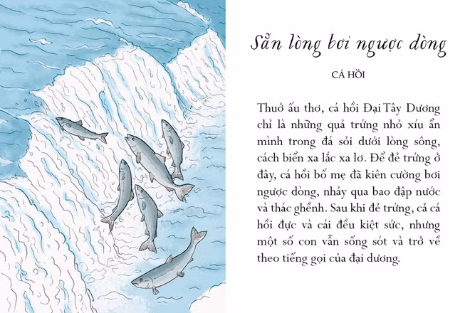 Cá hồi không giống các loài cá khác ở biển. Phần lớn thời gian chúng bơi lội tung tăng ngoài đại dương, nhưng lại chào và lìa đời tại những dòng sông nước ngọt. Thuở ấu thơ, cá hồi Đại Tây Dương chỉ là những quả trứng nhỏ xíu ẩn mình trong đá sỏi dưới lòng sông, cách biển xa lắc xa lơ. Để đẻ trứng ở đây, cá hồi bố mẹ đã kiên cường bơi ngược dòng, nhảy qua bao đập nước và thác ghềnh. Sau khi đẻ trứng, cả cá hồi đực và cái đều kiệt sức, nhưng một số con vẫn sống sót và trở về theo tiếng gọi của đại dương.