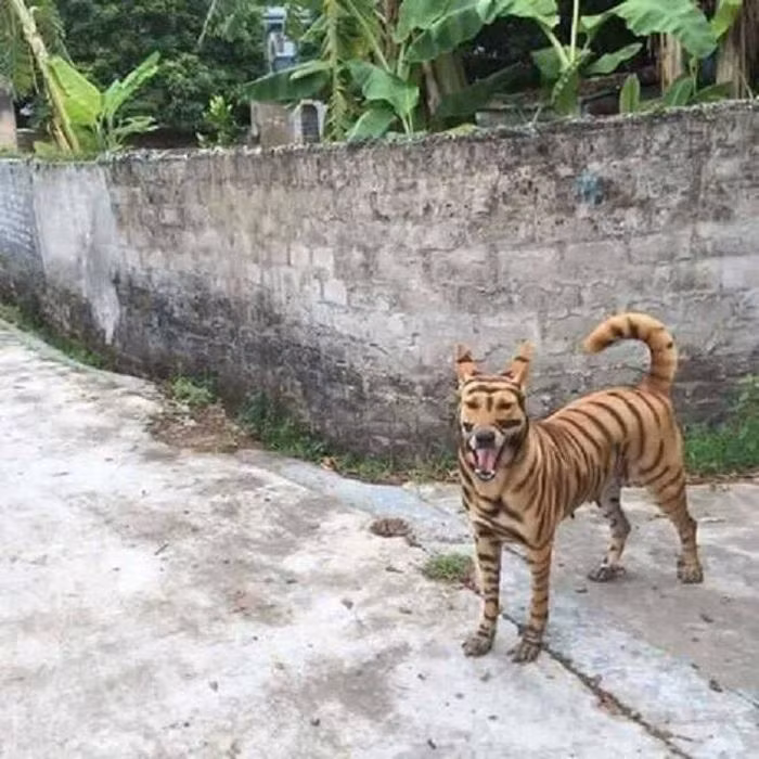 "Gâu gâu, sợ chưa... sợ chưa!"
