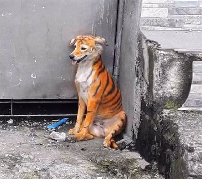 Bắt gặp bạn "hổ" đang trốn trong góc đường.