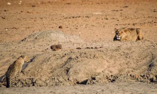 Video: Sư tử cái đối mặt báo gấm, tưởng dễ săn mồi và cái kết Video: Su tu cai doi mat bao gam, tuong de san moi va cai ket