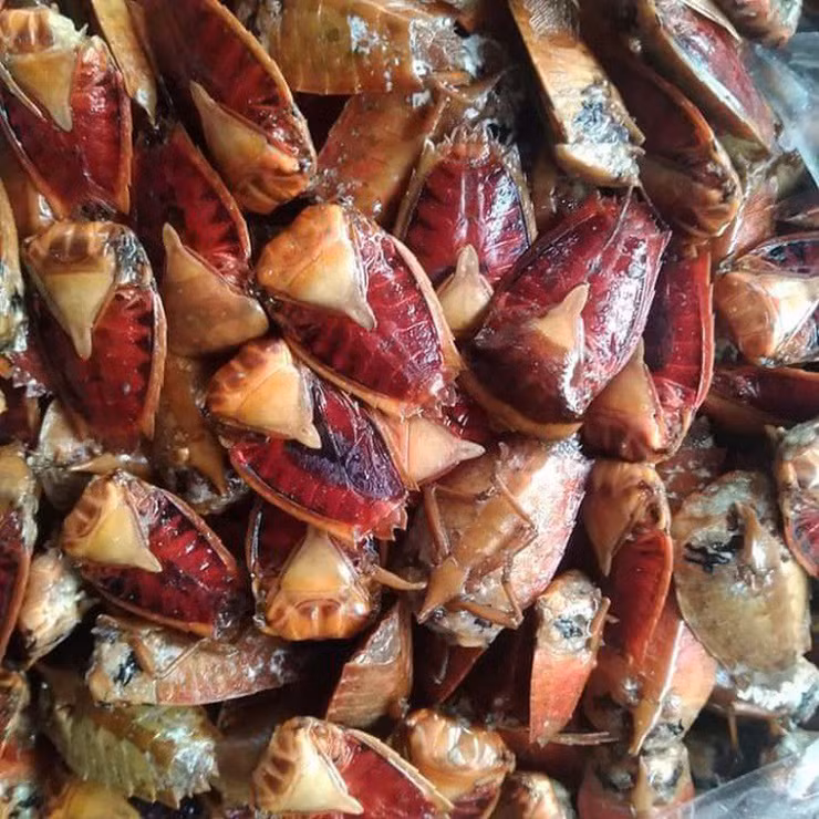 Bọ xít non là ngon nhất, giá lên tới 400.000 đồng/kg, còn cuối mùa bọ xít già giá chỉ còn khoảng 300.000 đồng/kg