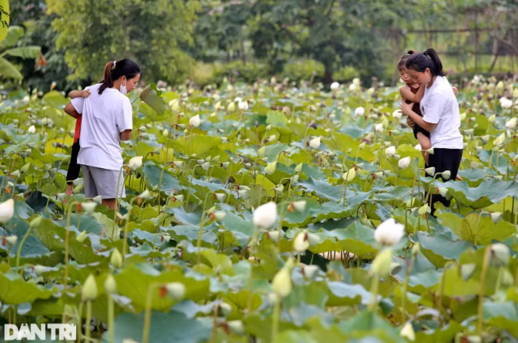 Lượng khách tới đây trung bình khoảng 20-30 người/ngày, dịp cuối tuần có thể nhiều hơn bao gồm cả các nhiếp ảnh gia đến tham quan chụp ảnh. Chiếm số đông tại đầm sen trắng là giới trẻ, nhất là các bạn nữ yêu thích thiên nhiên. Giá vé vào cửa là 50/người.