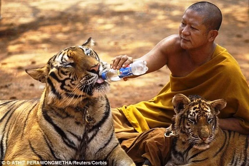 Ngôi chùa kỳ thú khiến hổ cũng phải... ăn chay Ngoi chua ky thu khien ho cung phai... an chay