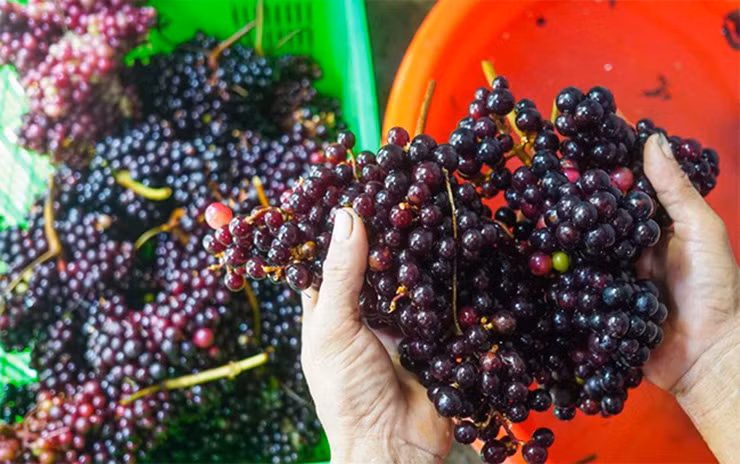 Trước đây, loại quả này chín đầy bìa rừng nhưng không ai ngó ngàng, một số người dân đi rừng thử thì thấy chua và chát, ngứa đầu lưỡi và cuống họng