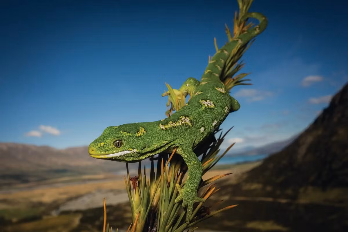Tắc kè Jewelled ở tây bắc vùng Otago, New Zealand.