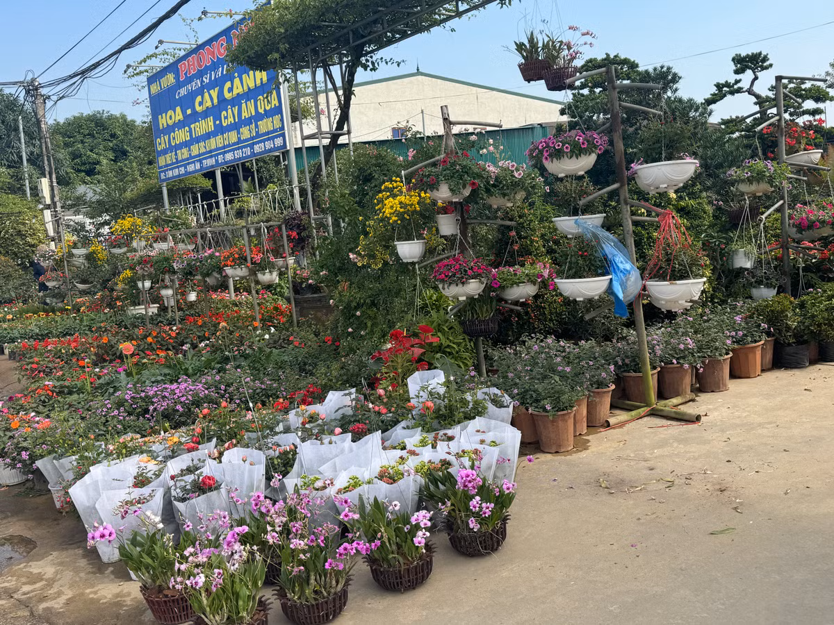 Các làng hoa, cây cảnh Nghi Ân, Nghi Liên đảm bảo hoa, cây phát triển tốt cho sản phẩm đẹp vào đúng dịp Tết mang không khí xuân đến với mọi nhà.