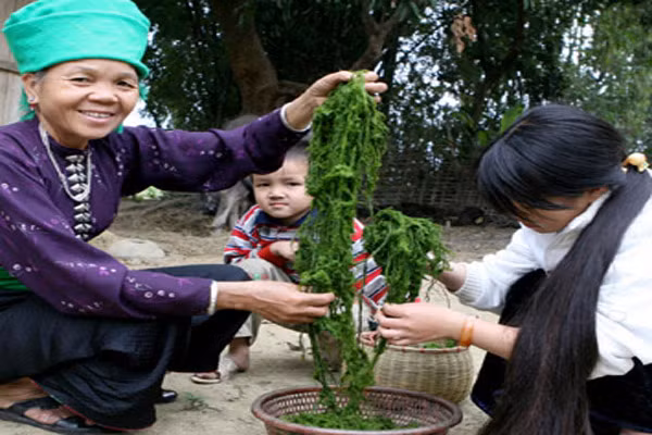 Đúng như tên gọi của món ăn, Mọc rêu được làm từ rêu, nhưng phải là rêu sạch, rêu mọc ở những mỏm đá nằm giữa dòng nước chảy của con sông, con suối. Sau khi hái rêu về, quy trình chuẩn bị rêu cũng rất công phu.
