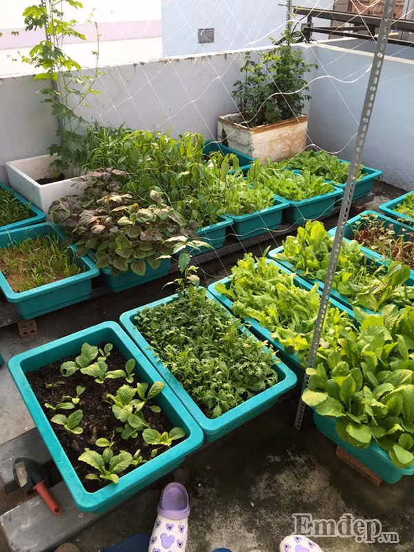 Một góc vườn đủ các loại rau xanh đáng mơ ước.