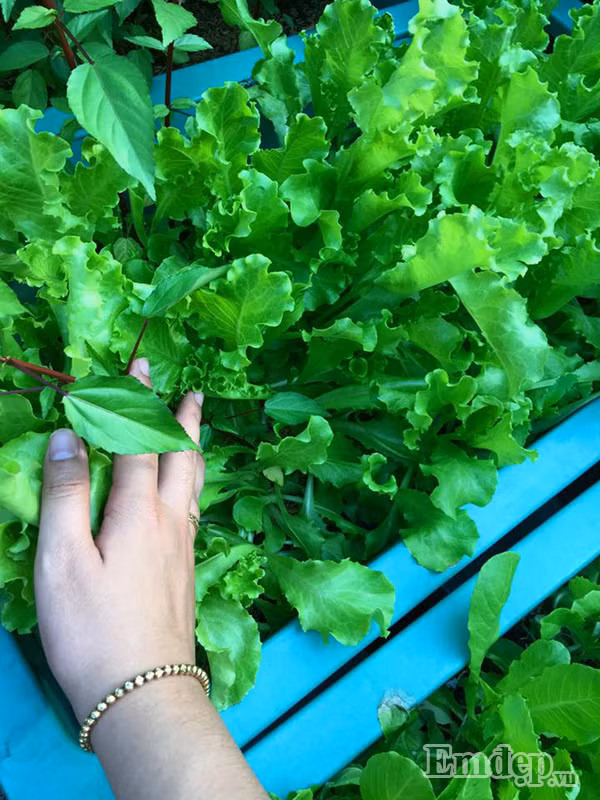 Thời gian mới bắt tay vào trồng, do chưa có nhiều kinh nghiệm chọn giống và chăm sóc nên rau chị trồng cho hiệu quả không cao. Sau khi phải đối mặt với những lần thất bại ban đầu, chị lên mạng học hỏi kinh nghiệm của các anh chị đi trước. Hiện tại, vườn rau trên sân thượng nhà chị đã được phủ kín một màu xanh tươi. Rau xanh tốt mơn mởn.
