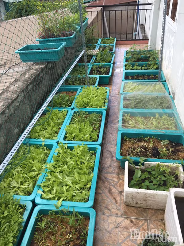 Những chậu rau được chị Hằng bố trí và sắp xếp rất hợp lí.