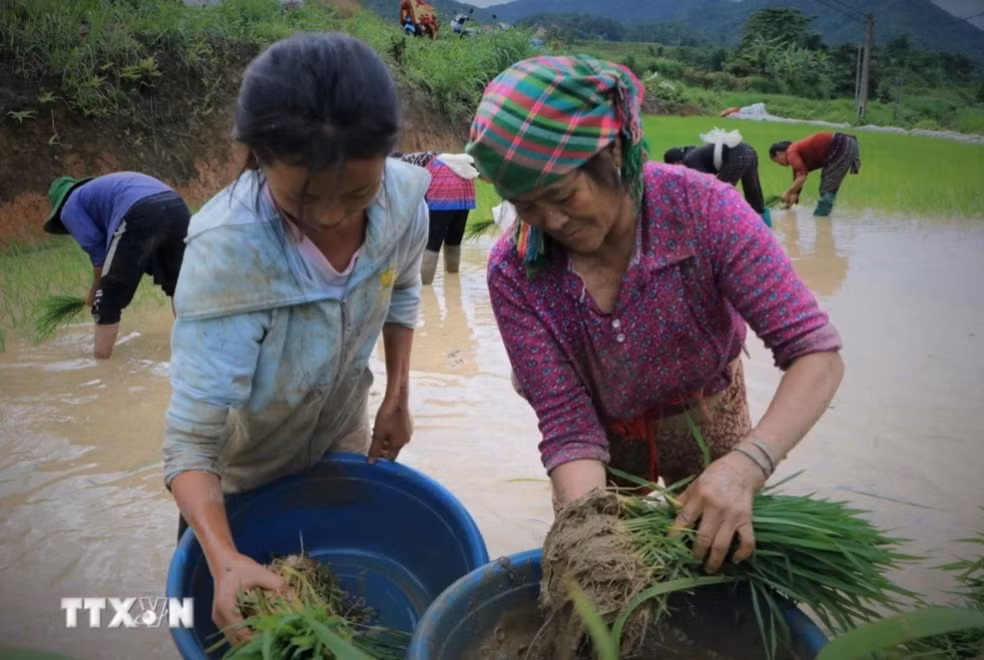 Những gia đình người Mông tập trung nhân lực đổi công cho nhau để cấy lúa kịp thời vụ.