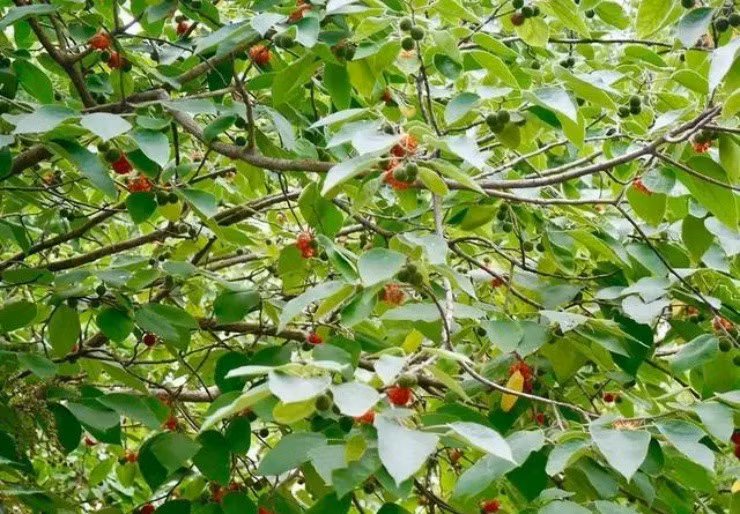 Quả dại ở Việt Nam từng chỉ để gia súc ăn, nay gần 200.000đ/kg Qua dai o Viet Nam tung chi de gia suc an, nay gan 200.000d/kg