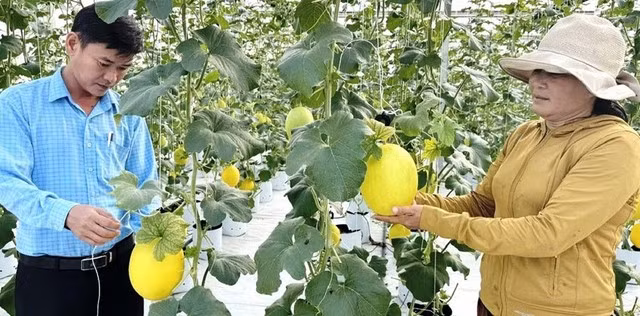 Trồng cây có quả hình oval, anh nông dân thu 1 tỷ đồng/năm Trong cay co qua hinh oval, anh nong dan thu 1 ty dong/nam