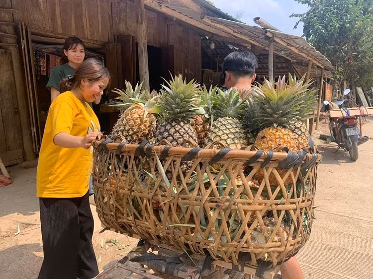 Trồng loại cây này dân bản “chia nhau” hàng tỷ đồng/năm Trong loai cay nay dan ban “chia nhau” hang ty dong/nam