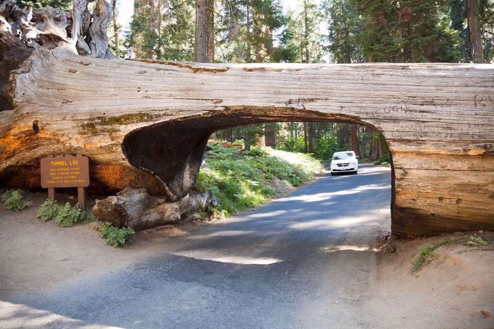 Đường hầm vào vườn quốc gia Sequoia (Mỹ):Công viên Sequoia có 2 đường hầm xuyên qua cây lớn. Một đường bạn có thể đi bộ và đường khác có thể lái xe qua. Đường hầm xuyên cây được tạo ra với mục đích thu hút du khách đến công viên. Mỗi năm, hàng trăm ôtô đi qua đường hầm được đục từ một cây Sequoia 2.000 năm tuổi. Cây này đổ ngang đường Crescent Meadow vào năm 1937. Ảnh:Rafalkrakow.