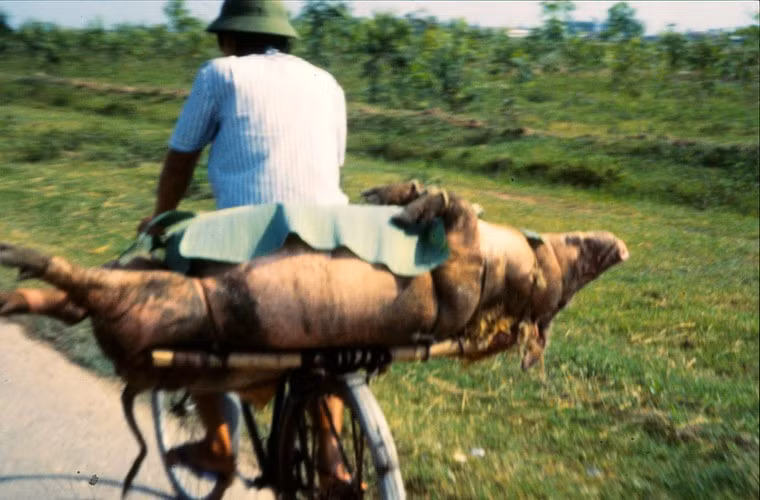 Không chỉ chở đó, chở củi... xe đạp chở cả con lợn.
