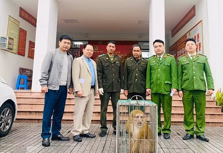 Hà Tĩnh: Người dân giao nộp cá thể khỉ vàng quý hiếm Ha Tinh: Nguoi dan giao nop ca the khi vang quy hiem