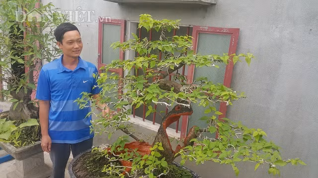 “Cu” hoa giay dang “sieu pham”, coi di ma gia hon 100 trieu o Nam Dinh-Hinh-2