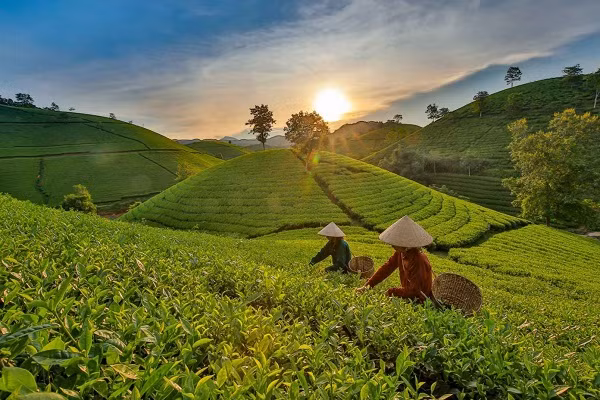 Me man khung canh doi che Moc Chau voi goc nhin tu tren cao-Hinh-7