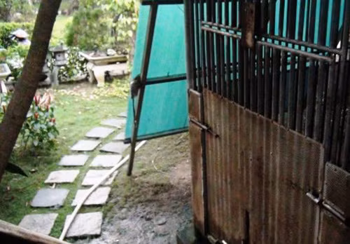Ngày 11/1, cháu bé con chủ căn biệt thự chơi một mình ở sân vườn trong khuôn viên nhà. Khi không ai để ý, cháu bé đã thò cánh tay phải vào lỗ thủng nhỏ tại chuồng đang nuôi gấu thì bị gấu cắn, kéo cánh tay vào phía trong lồng, rồi cắn đứt lìa bàn tay phải. Ảnh: Hải Hiếu. 