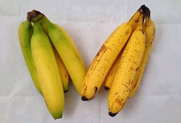 Để chọn chuối không tẩm hóa chất, bạn nên chọn nải có quả màu xanh sậm, căng bóng và độ cong đều. Quan sát nếu vỏ quả có đốm chuyển sang vàng nhẹ thì nải chuối đã già và sẽ ngon hơn. Nên chọn nải chuối xen kẽ quả xanh quả vàng, những nải này thường là chín tự nhiên. Ngược lại, chuối dấm thuốc sẽ chín vàng đều đẹp mắt.